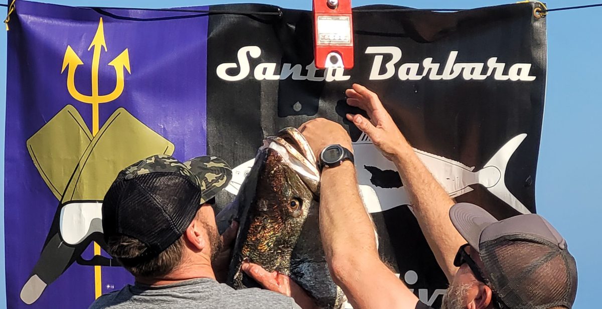 weighing a huge white seabass in front of a Santa Barbara Freedivers banner